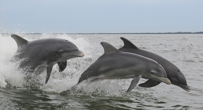 Dolphin Watch Tours Myrtle Beach